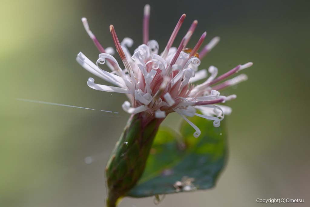 青梅・塩船観音寺のコウヤボウキ