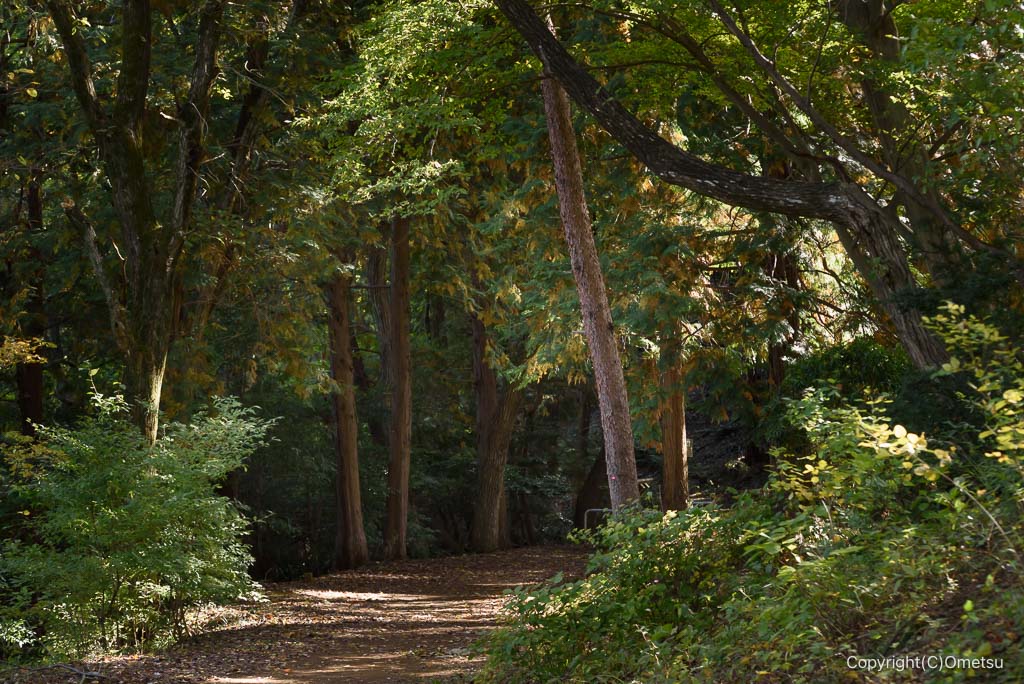 青梅・霞丘陵の山道