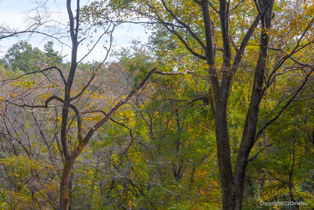 青梅・霞丘陵の雑木林