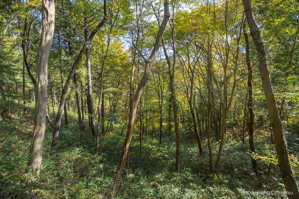 青梅・霞丘陵の雑木林