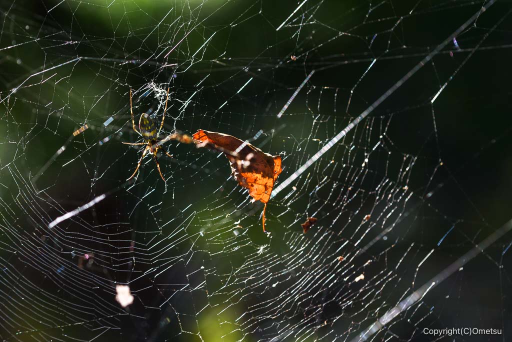 青梅・かわなべ鶏卵農場近くの山道の蜘蛛の巣