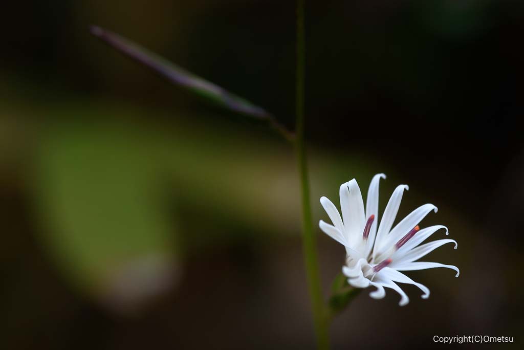 青梅・霞丘陵のキッコウハグマ