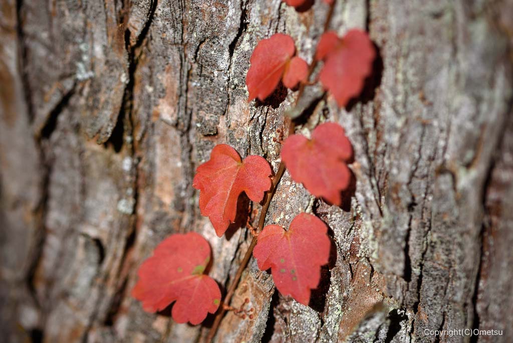 檜原村・綾滝登山道の、ツタの紅葉