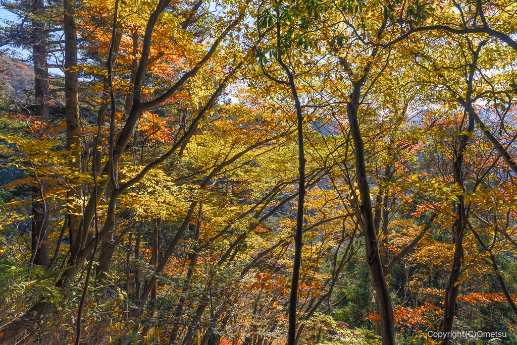 檜原村・綾滝登山道の紅葉