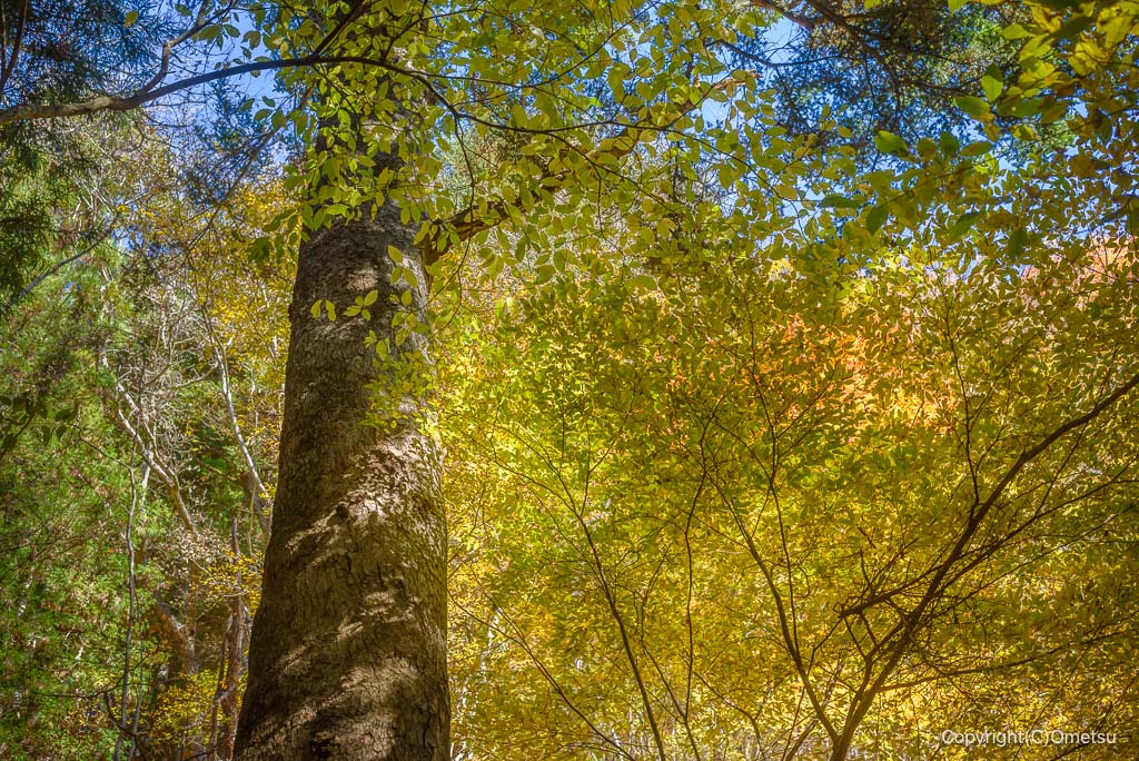 檜原村・綾滝登山道の黄葉