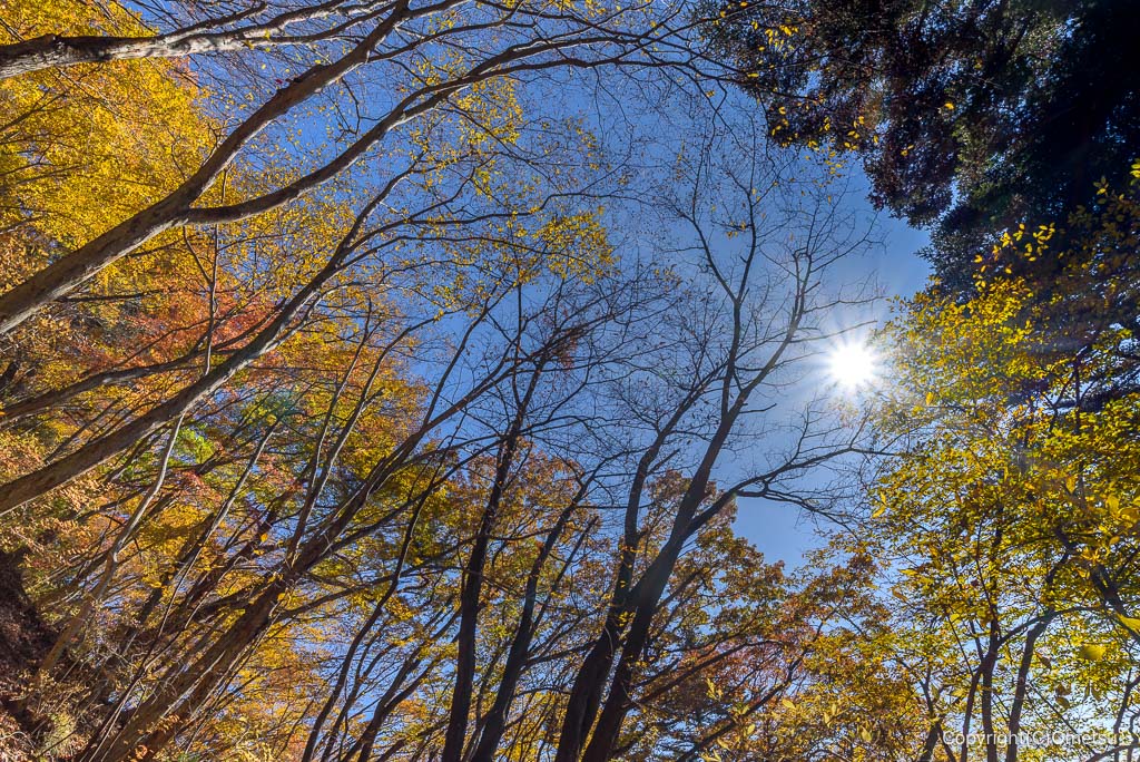 檜原村・綾滝登山道の紅葉