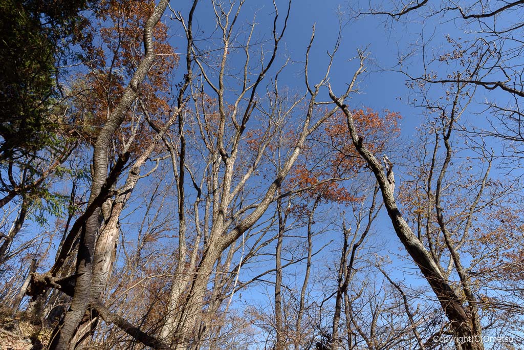馬頭刈尾根・小屋ノ沢山付近の枯れ木