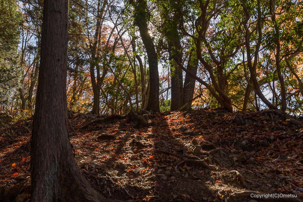 馬頭刈尾根の森