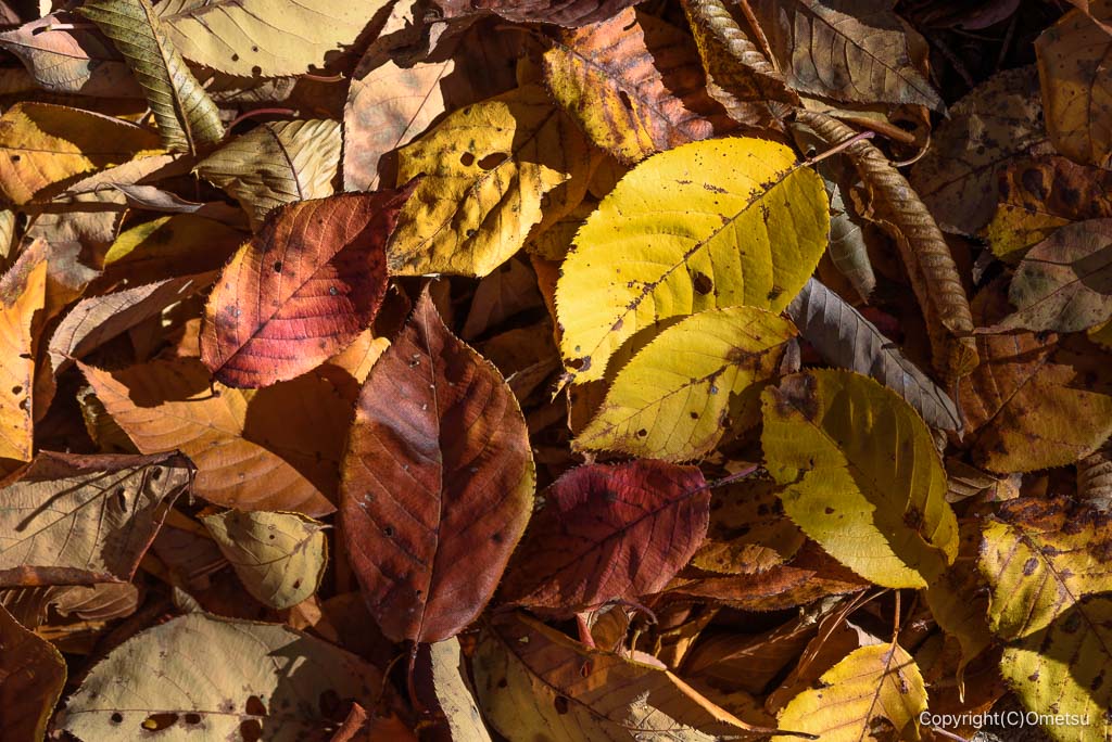 馬頭刈尾根・馬頭刈山付近の落ち葉