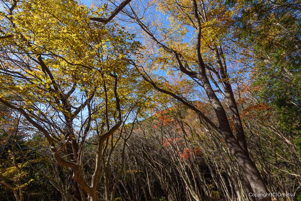 馬頭刈尾根・馬頭刈山付近の広葉樹林
