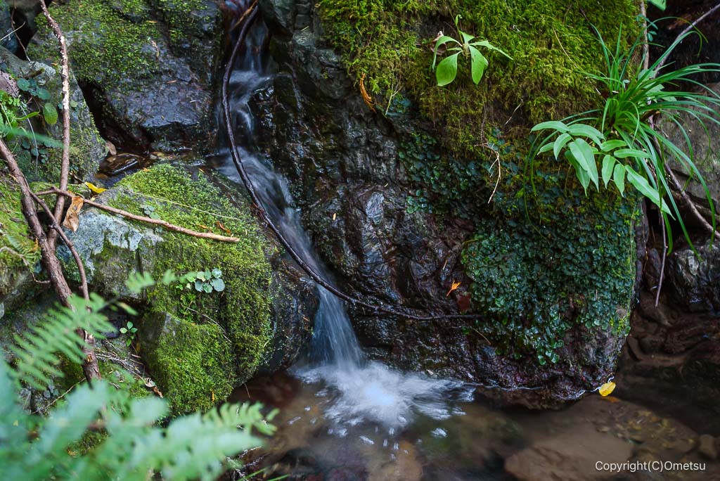 あきる野・軍道付近の沢