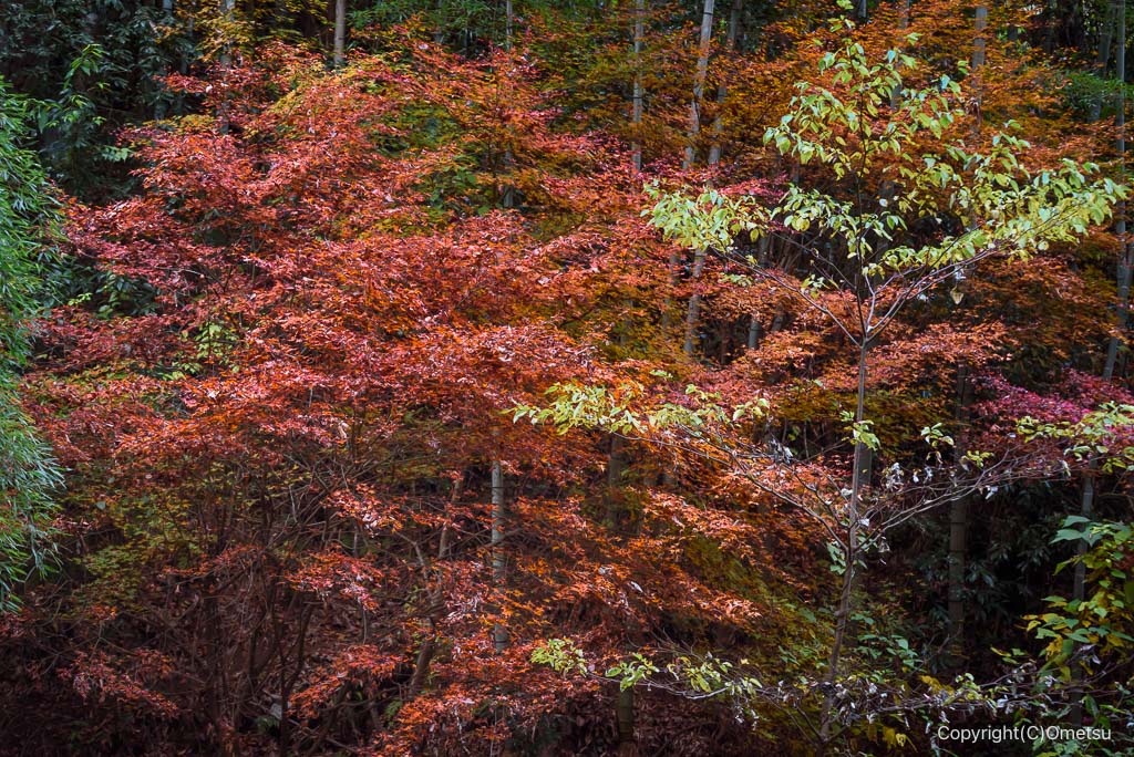 あきる野・軍道付近の紅葉
