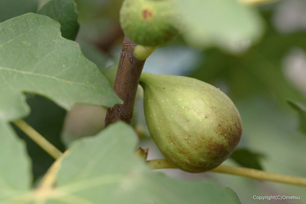 あきる野・宮ちゃん農園の、白イチジク