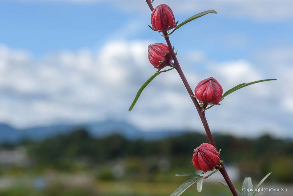 あきる野・宮ちゃん農園の、ローゼル