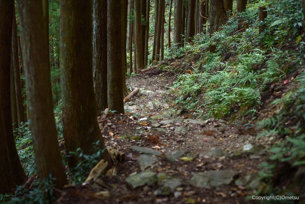 奥多摩・将門山不動尊近くの登山道