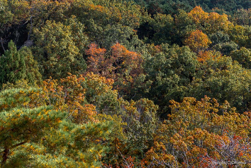 入間・桜山展望台付近の紅葉