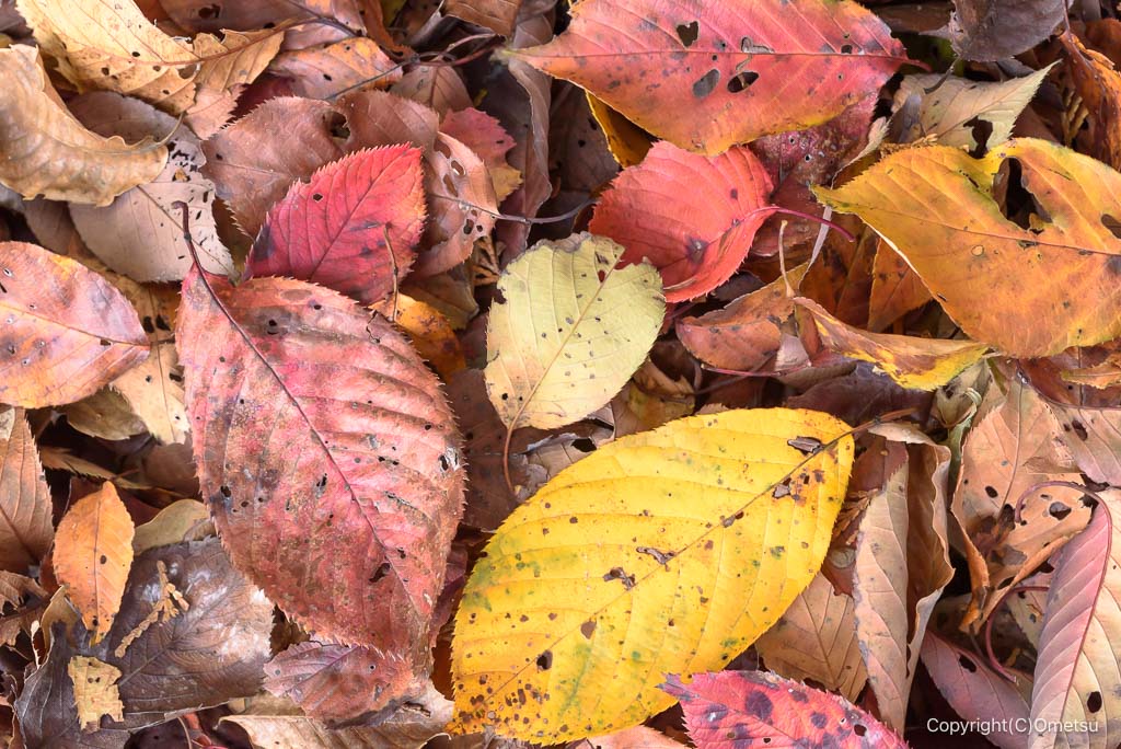 入間・桜山展望台付近の落ち葉の紅葉