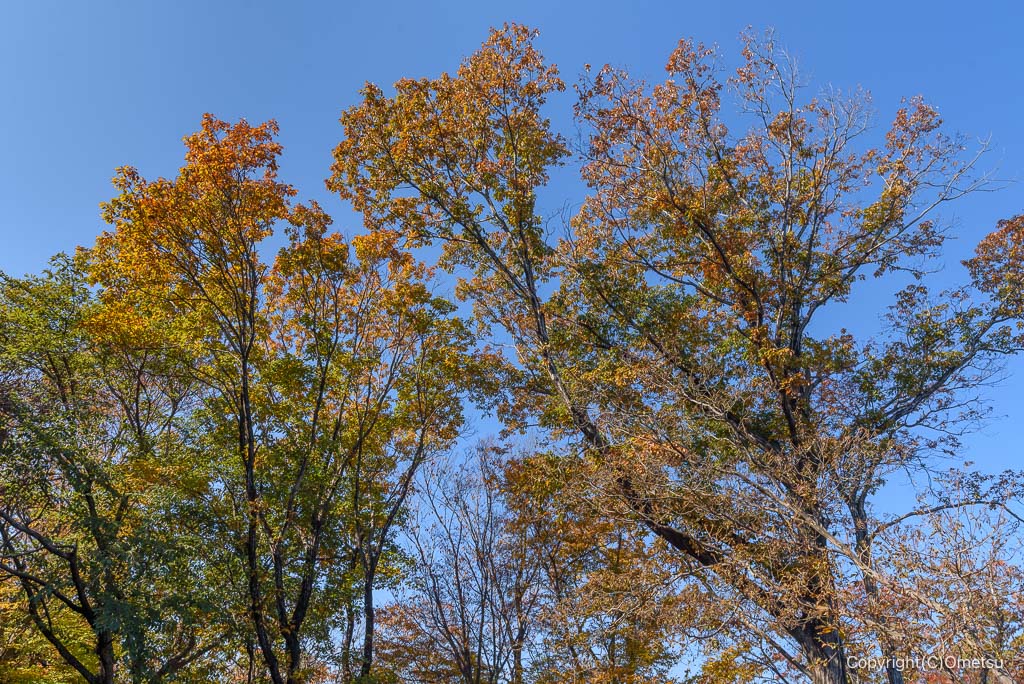 入間市・加治丘陵の紅葉