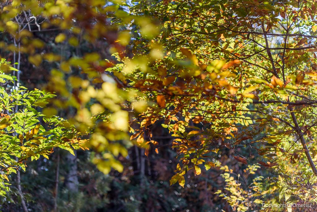 入間市・加治丘陵の紅葉