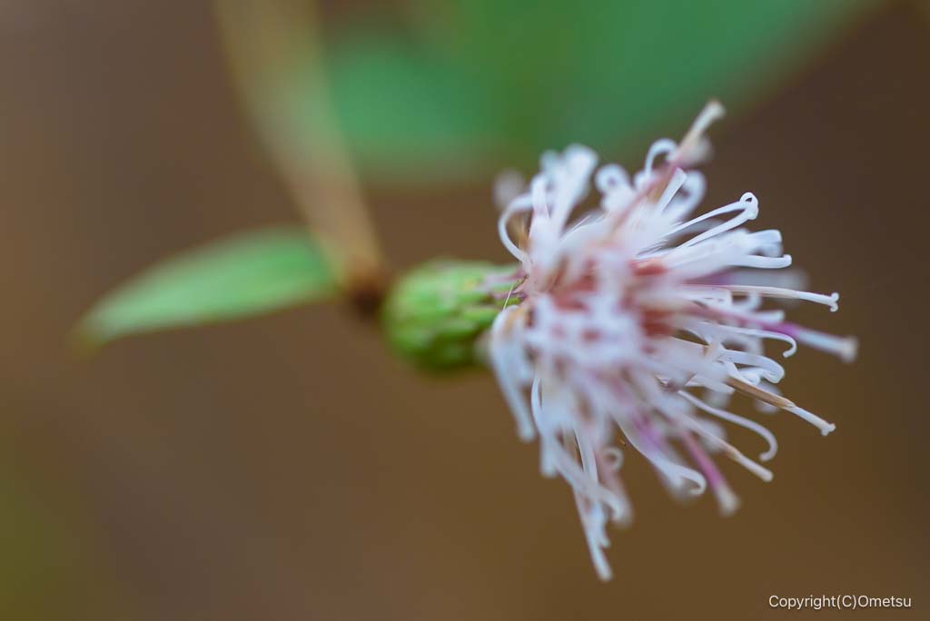 入間市・加治丘陵のコウヤボウキ