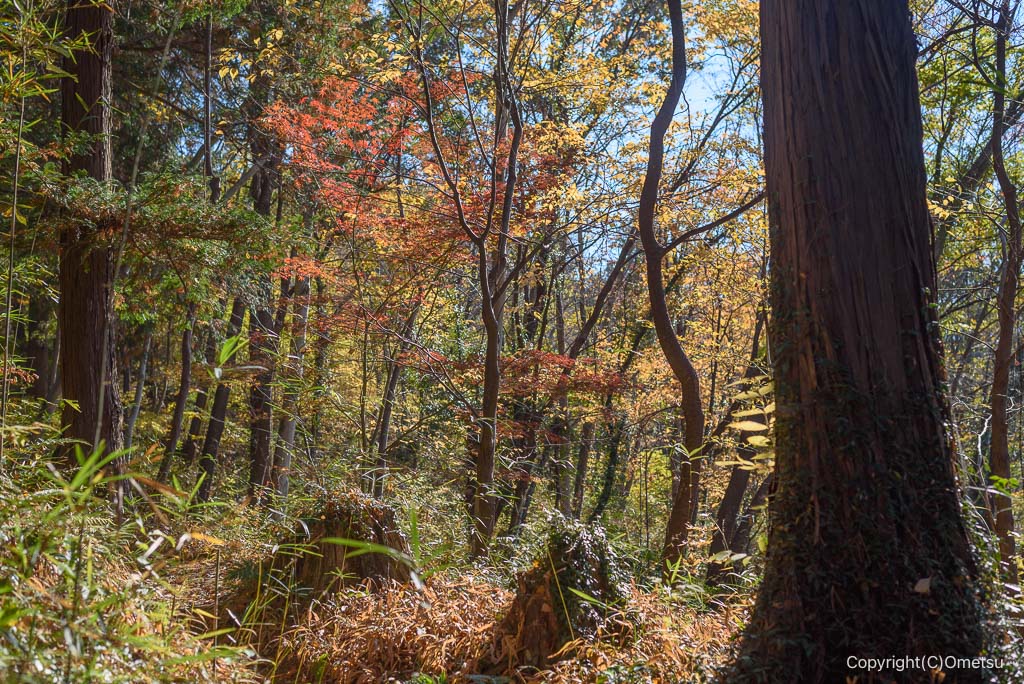 入間市・加治丘陵の紅葉の森