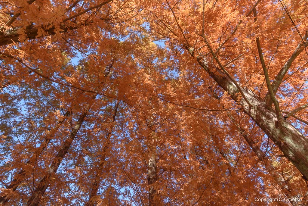 飯能・トーベ・ヤンソンあけぼの子どもの森公園の、メタセコイア