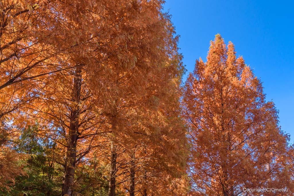 飯能・トーベ・ヤンソンあけぼの子どもの森公園のメタセコイア
