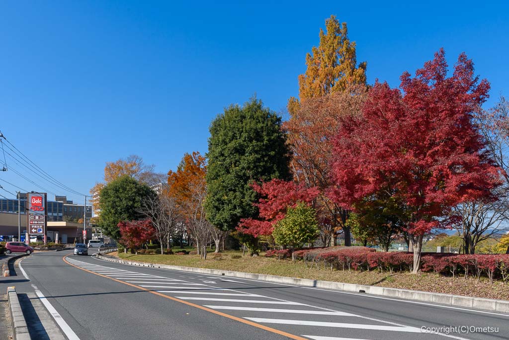 飯能・トーベ・ヤンソンあけぼの子どもの森公園近くの紅葉