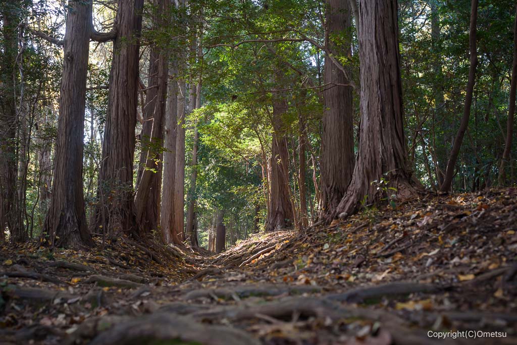 飯能市・阿須丘陵の杉林