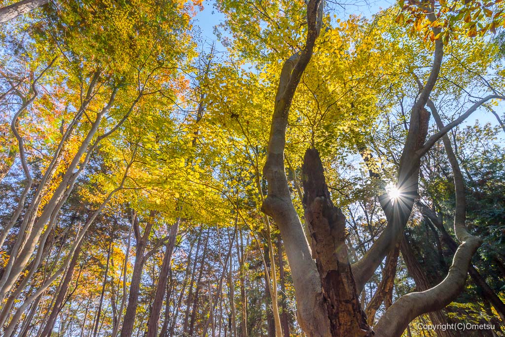 飯能市・阿須丘陵の黄葉