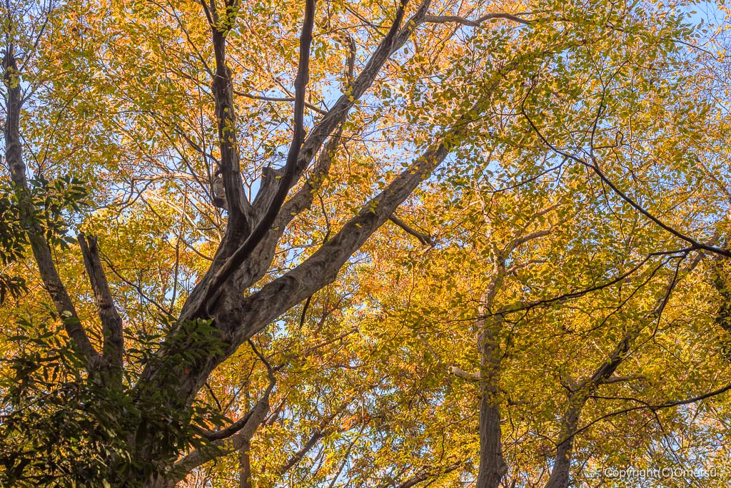 飯能市・阿須丘陵の広葉樹