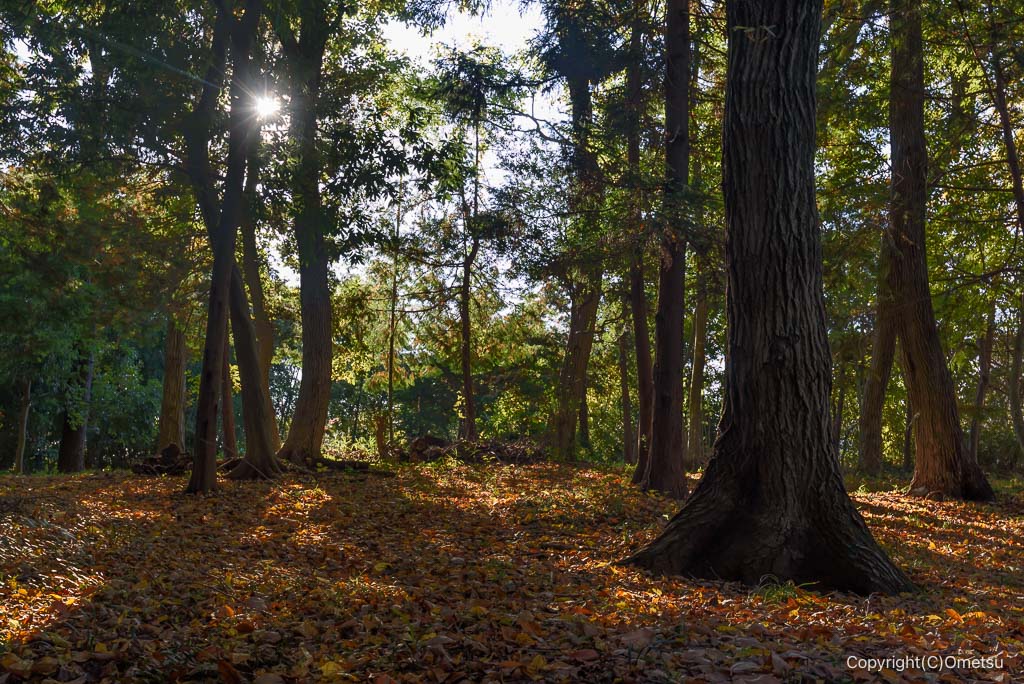 青梅市・今井城址跡の森