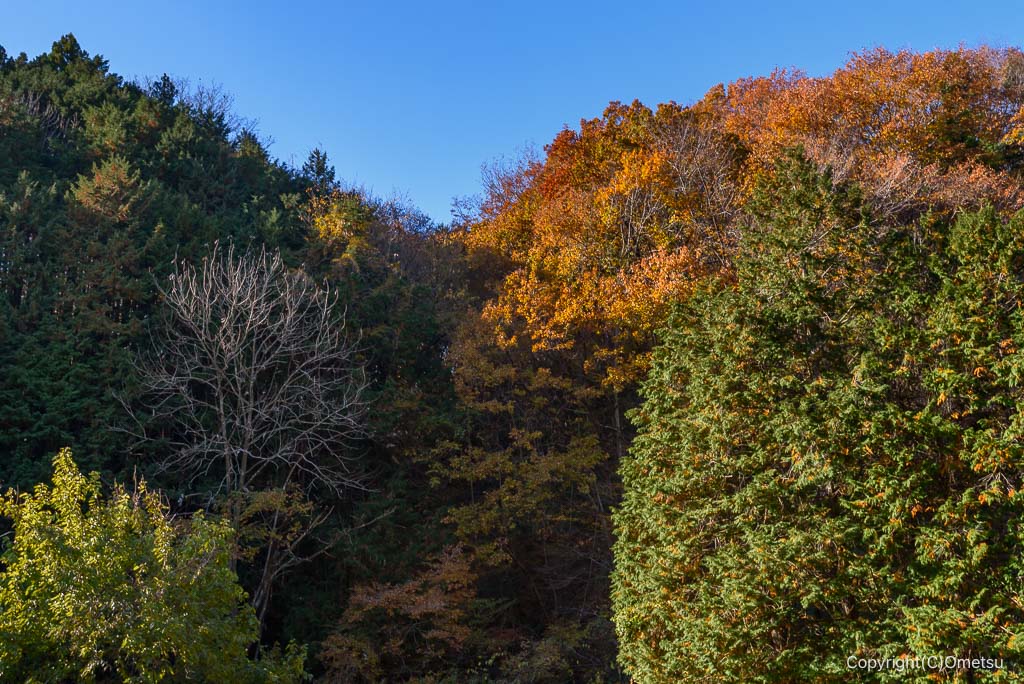 飯能・柏木山麓の紅葉
