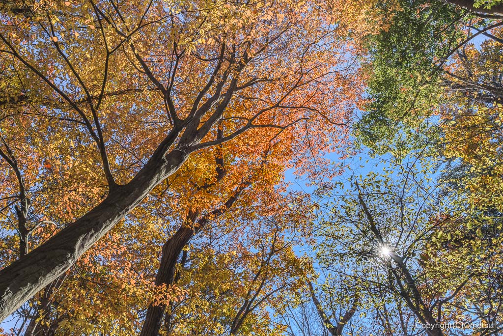飯能・柏木山の紅葉