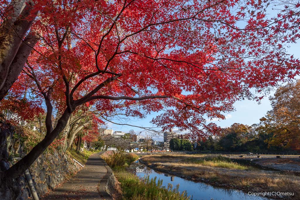 飯能河原の紅葉