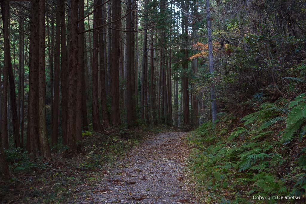 飯能・柏木山登山口付近の林道