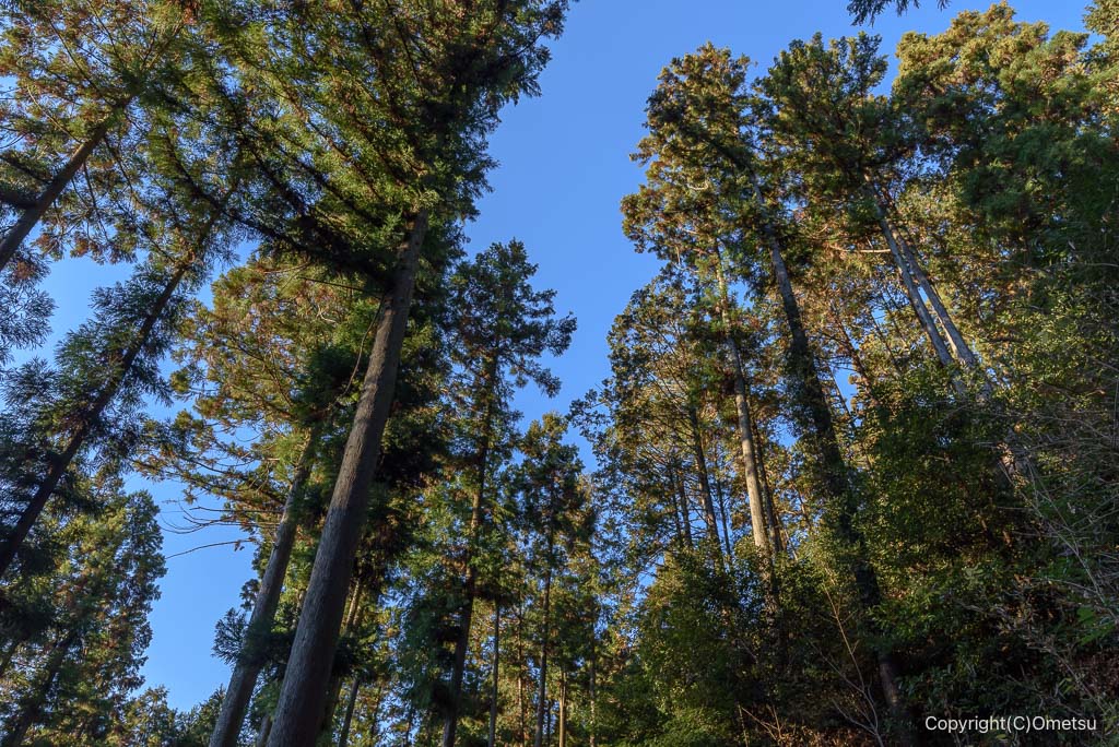 飯能・柏木山登山道の針葉樹
