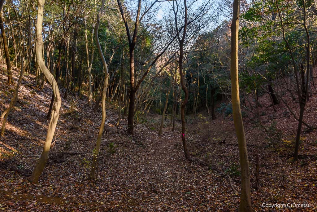 飯能・柏木山の茜台自然広場付近の登山道