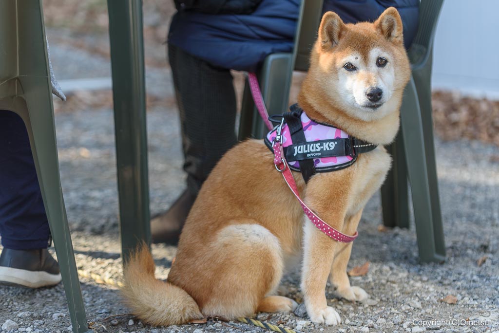 青梅市「まゆみの森カフェ」の、お客さんの犬