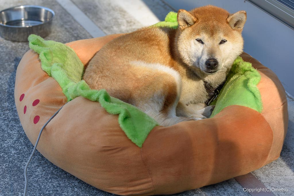 青梅市「まゆみの森のカフェ」の番犬ニマン君