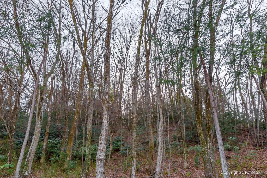 青梅市「まゆみの森カフェ」前の森