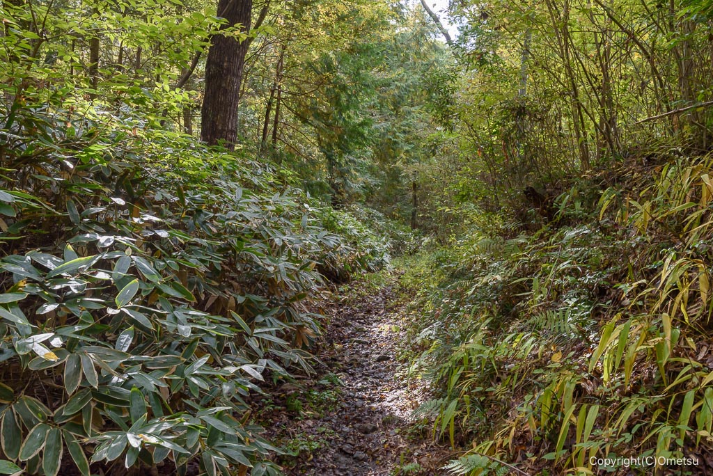 青梅・長渕の丘陵登山道