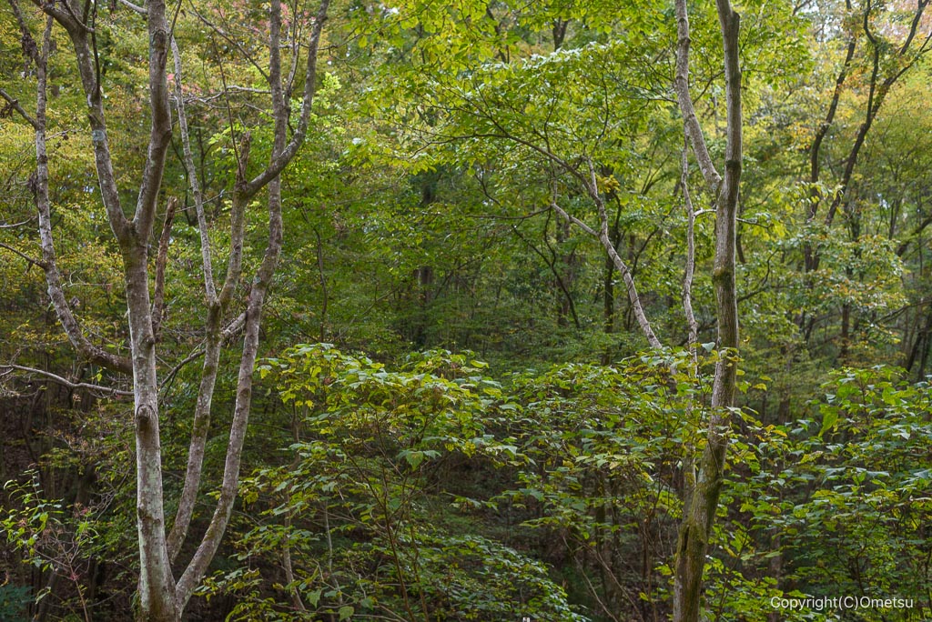 青梅・長渕の丘陵の雑木林