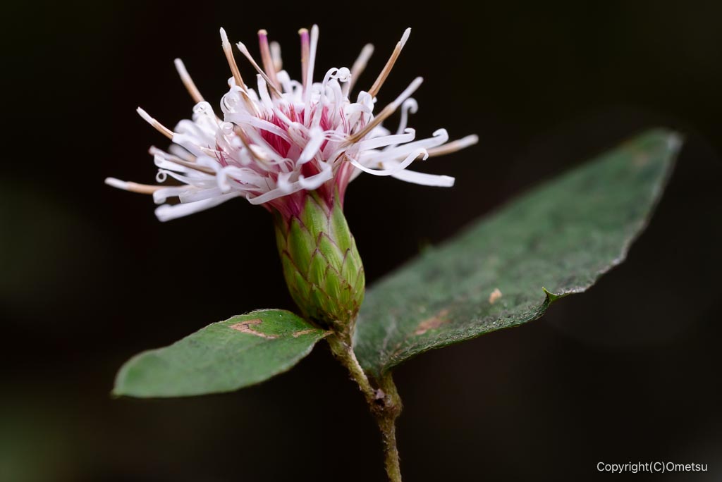 青梅・長渕の丘陵のコウヤボウキ