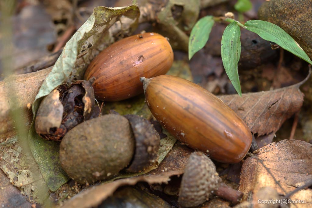 青梅・長渕の丘陵のどんぐり