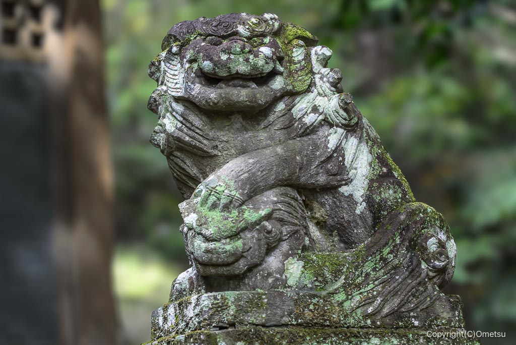 青梅・大幡神社の、子持ち狛犬