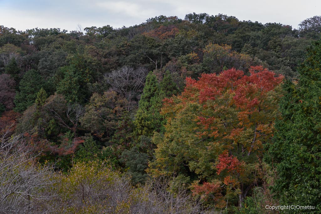青梅・長渕の丘陵の森