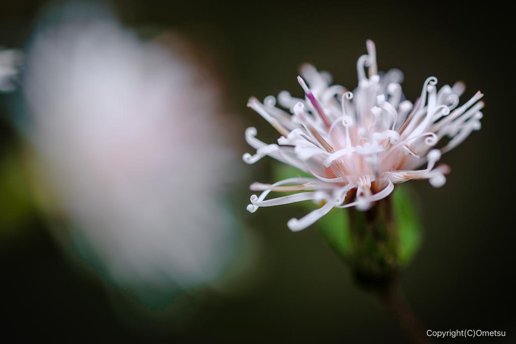 青梅・長渕丘陵のコウヤボウキ