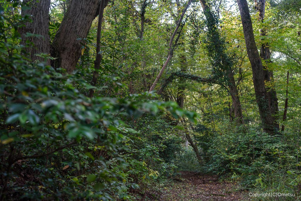 青梅・長渕丘陵の広葉樹林の道