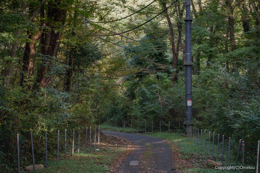 青梅・大荷田川沿いの林道